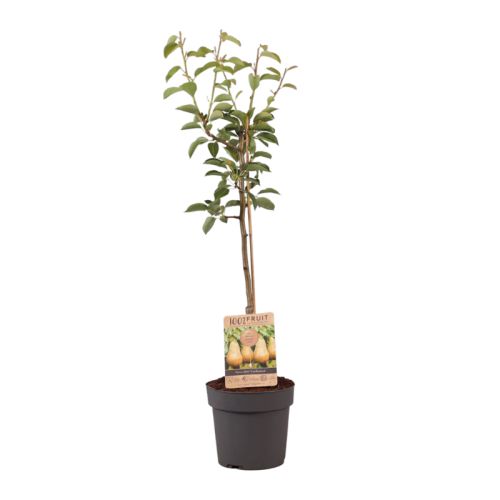 Fruit tree 95 cm - Image 4